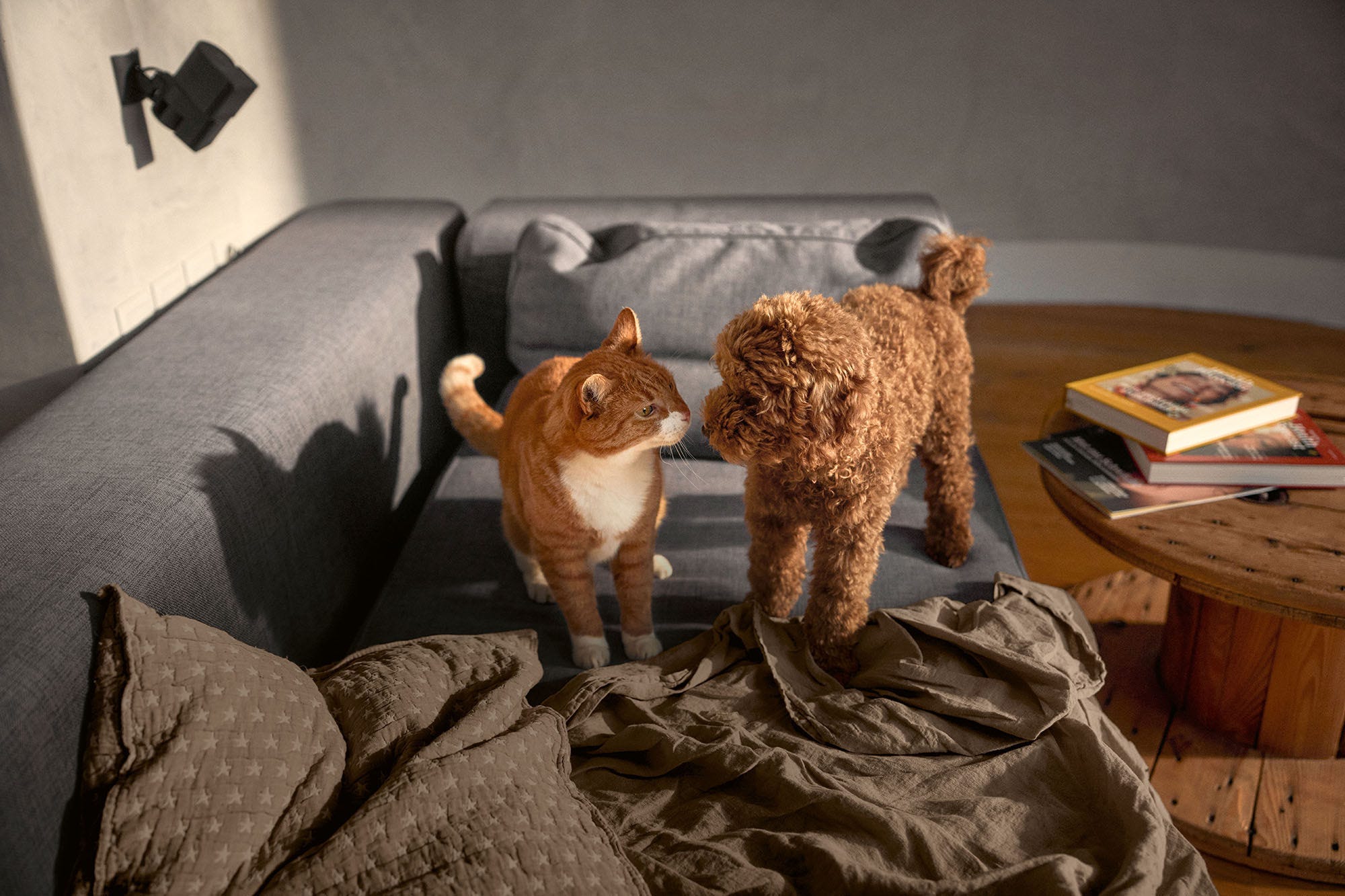 Hund und Katze Querformat