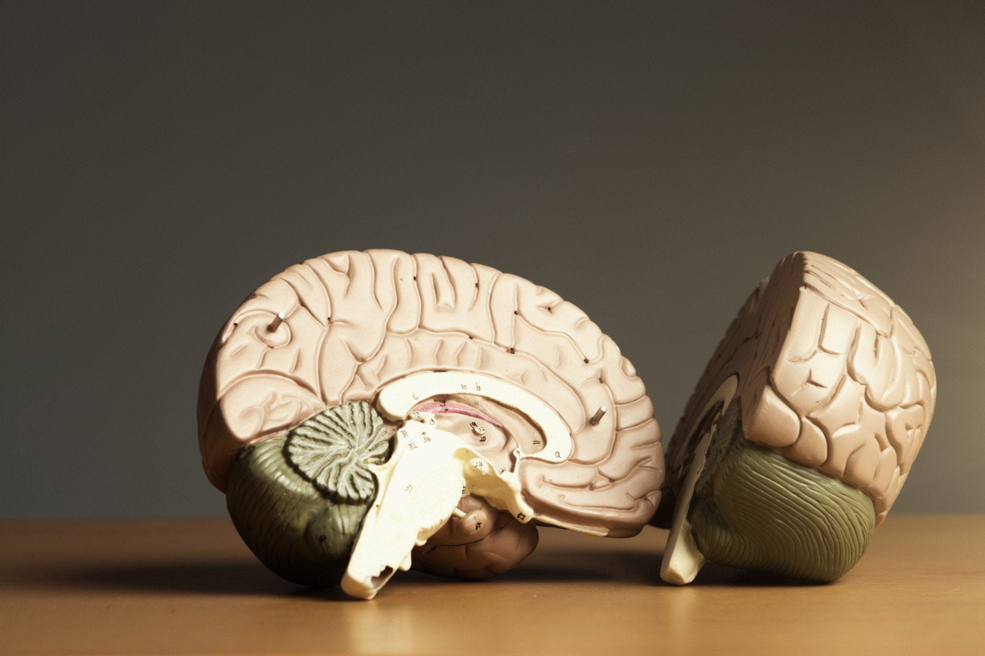 Two halves of a medical model of a human brain.