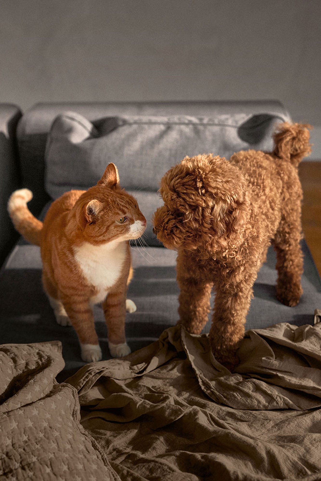 Hund und Katze hochformat