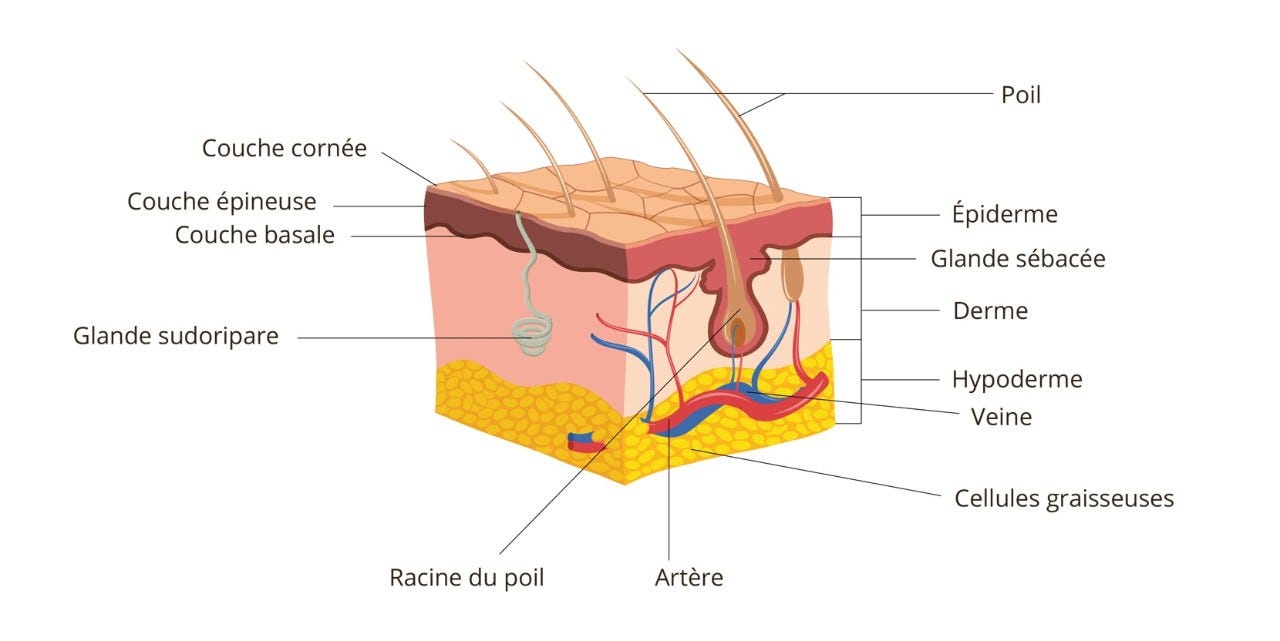  Notre peau, couche par couche. Voici comment elle est constituée.